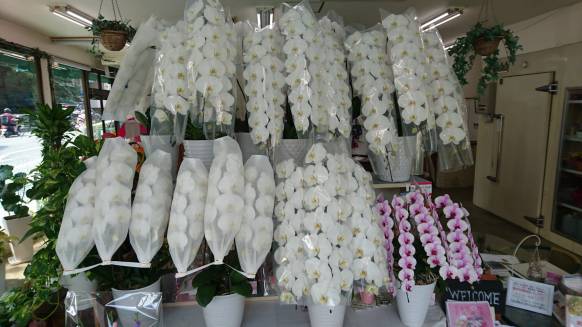 「花のキレイ舎」　（熊本県熊本市中央区）の花屋店舗写真3